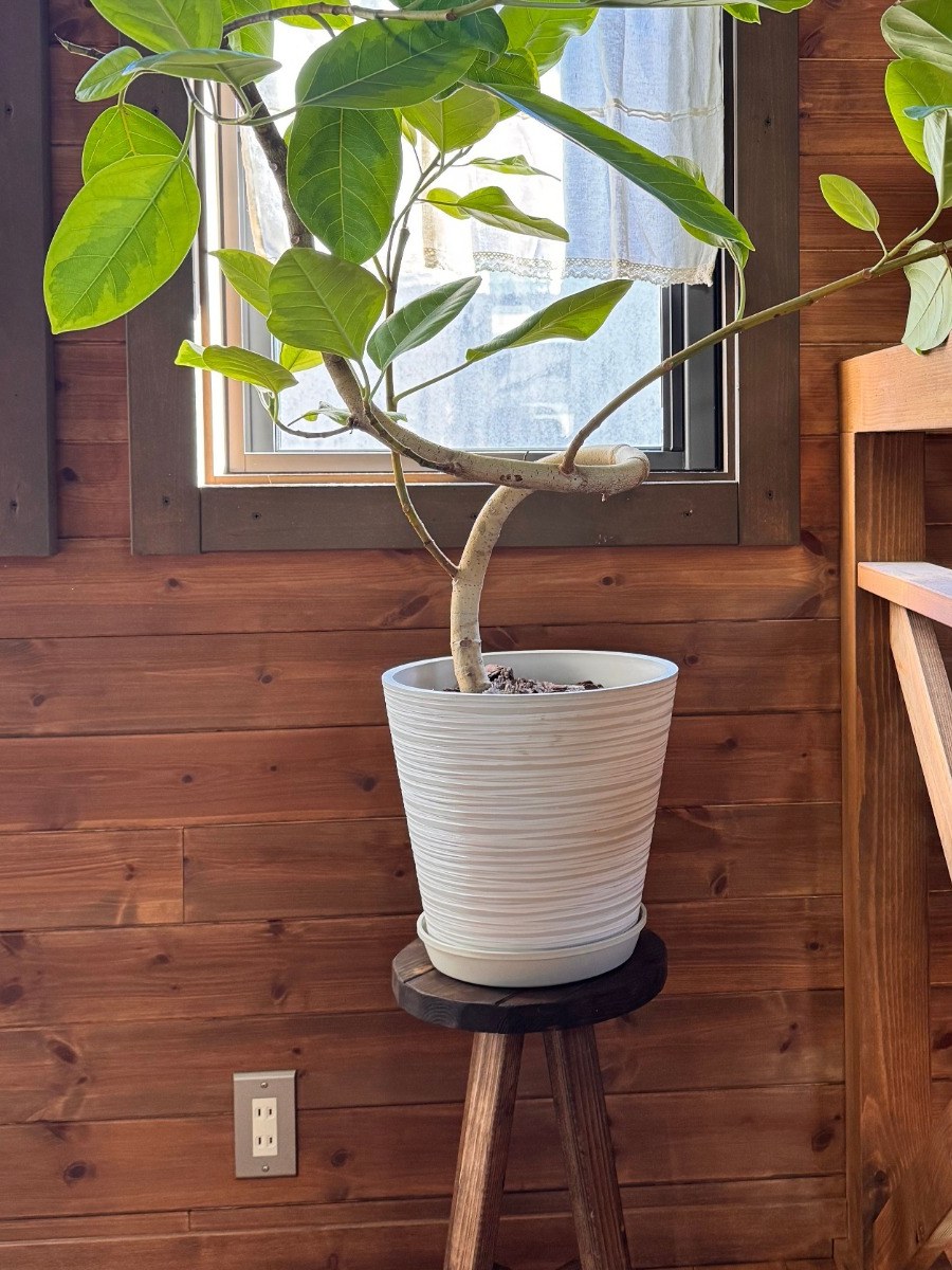 窓辺で観葉植物の台として使う丸スツール